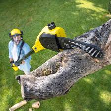 How Our Tree Care Process Works  in  Queensland, MD