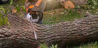 Trusted Queensland, MD  Tree Services Experts