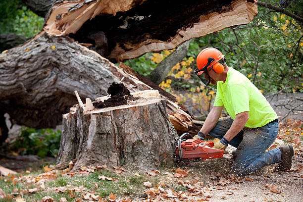 Best Root Management and Removal  in Queensland, MD