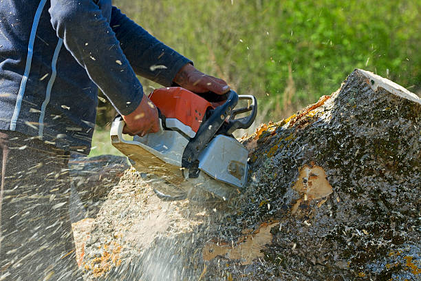 Best Hedge Trimming  in Queensland, MD