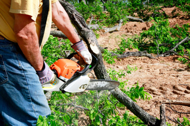 Best Seasonal Cleanup (Spring/Fall)  in Queensland, MD